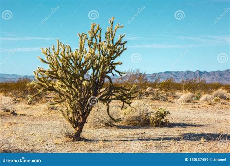 5,919 Mojave Desert Cactus Photos - Free & Royalty-Free Stock Photos ...