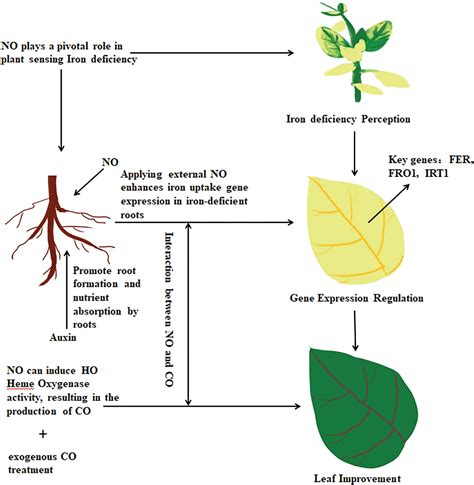 Phyton Free Full Text Carbon Monoxide Modulates Auxin Transport And Nitric Oxide Signaling