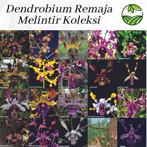 Jual DENDROBIUM KRITING REMAJA WARNA MACAM BISA REQUEST Jairak Gold