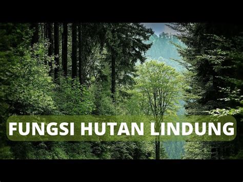 Temukan Manfaat Hutan Lindung Yang Jarang Diketahui Solider