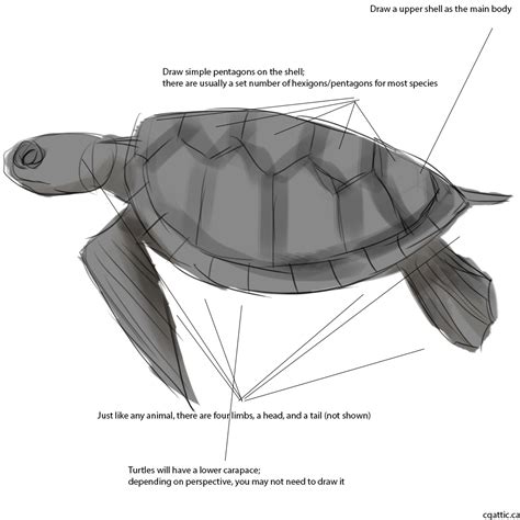 Realistic Turtle Drawing At Explore Collection Of