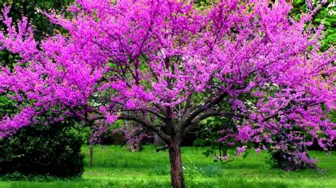 Buy Redbud Trees Online | Wholesale Tree Nursery