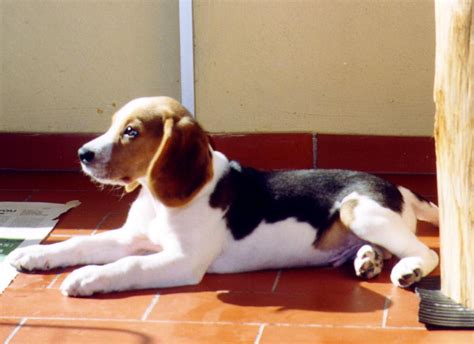 Dog Breed Directory: Beagle Dog Breed