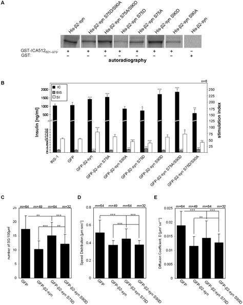 A Autoradiography Of In Vitro Transcribed Translated S Labeled