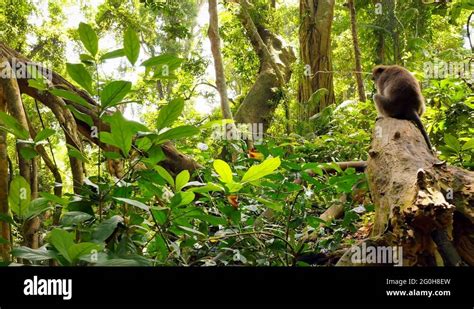 Endemic Flora In Indonesia Stock Videos And Footage Hd And 4k Video