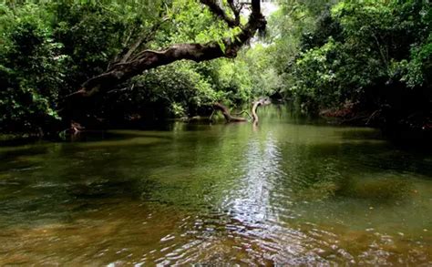 Ecossistema Aquático De Aguá Salgada Meio Ambiente Cultura Mix