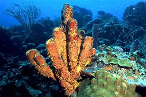 Invertebrates Animals Sponges