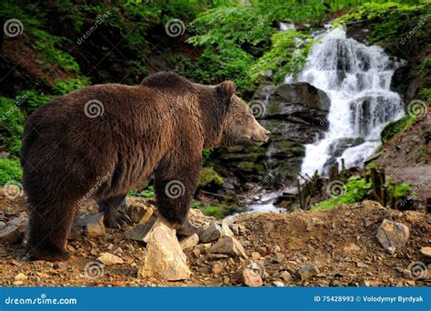 Grande Orso Bruno Che Sta Su Una Roccia Vicino Ad Una Cascata Immagine