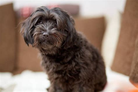 Black Havanese: Info, Pictures, Origin & History – Dogster