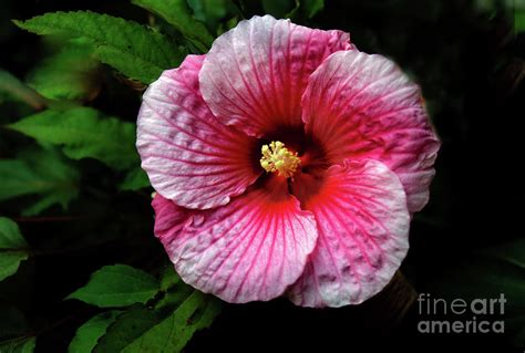 Dinner Plate Hibiscus Photograph By Robert Bales