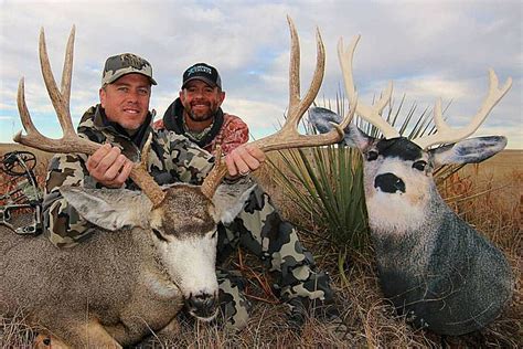 Big Mule Deer Bucks : Tips for Decoying Mature Mule Deer Bucks with He ...