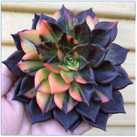 Captivating Cactus And Striking Succulents 45 In A Series Echeveria ‘black Prince Via