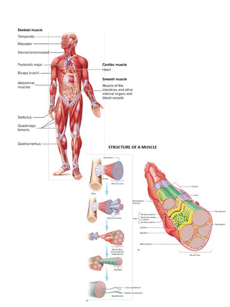 Skeletal Muscle Fiber | PDF