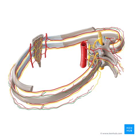 Intercostal Nerve Anatomy Images, Photos | Mungfali