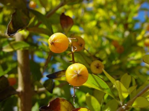 Free picture: little, yellow, berries, woodvale