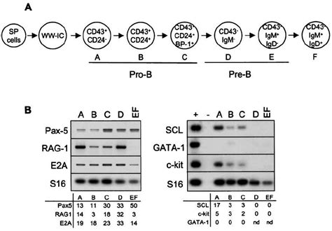 Scl Gene Expression Is Downregulated In Differentiating B Cells A