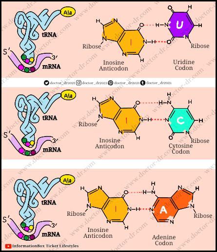 two diagrams showing the different types of vitamins