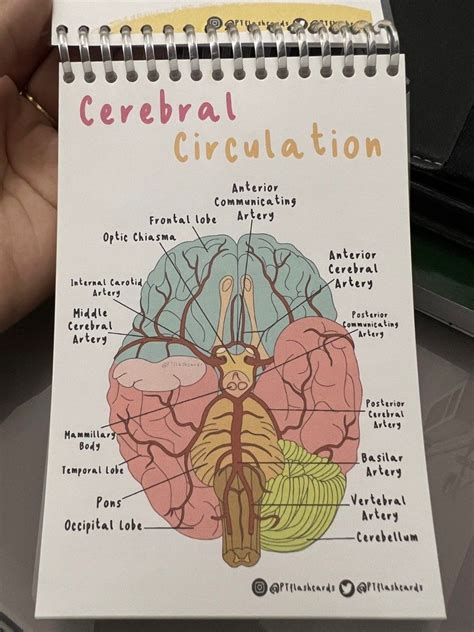 Anatomy Flashcards by PT Flashcards, Hobbies & Toys, Books & Magazines, Assessment Books on ...