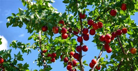 plum trees   grow  care   plum plant gardeners magazine