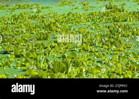 Floating Aquatic Plants Pistia Stratiotes Among Duckweed And Wolffia In