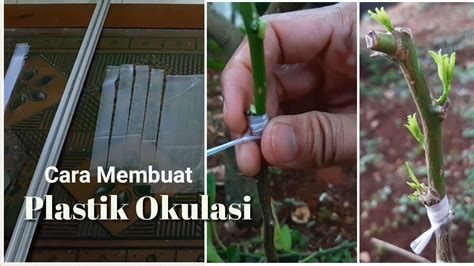 Cara Memotong Plastik Okulasi Sambung Pucukgrafting Youtube