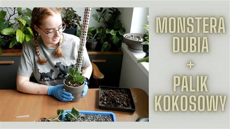 Monstera Dubia Wreszcie Dosta A Palik Czy To Si Sprawdzi Youtube