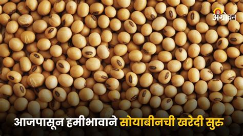 Soybean Market हमीभावाच्या खाली सोयाबीन विकू नका आजपासून हमीभावाने सोयाबीनची खरेदी सुरु