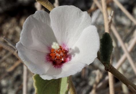 Plantfiles Pictures Hibiscus Species Paleface Rock Hibiscus