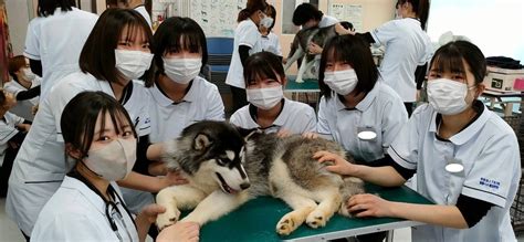 【動物看護師学科】大型犬の保定をしました 最新情報・ブログ 国際ペット総合専門学校