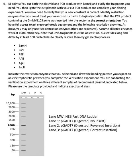 Solved You Cut Both The Plasmid And Pcr Product With Bamhi And Purify
