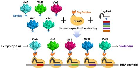 Organizing Multi Enzyme Systems Into Programmable Materials For