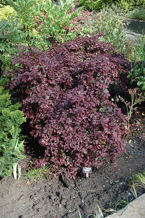 Burgundy Fringeflower Loropetalum Chinense Burgundy In Oklahoma