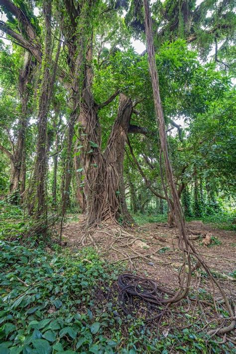 Jungle Tree Vines Stock Image Image Of Hawaiian Maui 49277769