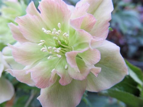 Hellebores: Plant Care and Collection of Varieties - Garden.org