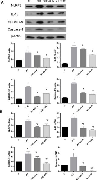 Astragaloside Iv Alleviates Renal Fibrosis By Inhibiting Renal Tubular