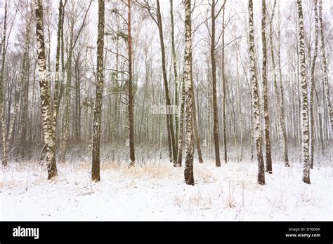 Birch Trees Russia Hi Res Stock Photography And Images Alamy