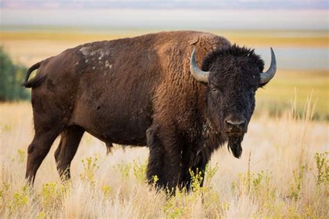 Bison | Size, Population, Diet, & Facts | Britannica