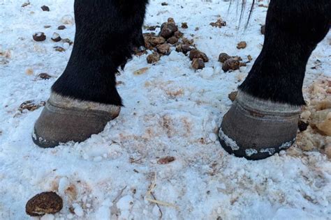 Learn To Recognize The Signs Of Laminitis Royalton Equine Veterinary