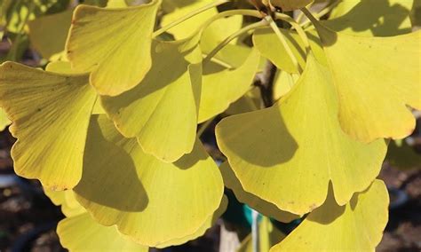 Autumn Gold™ Ginkgo | Knowledgebase | Johnson's Nursery