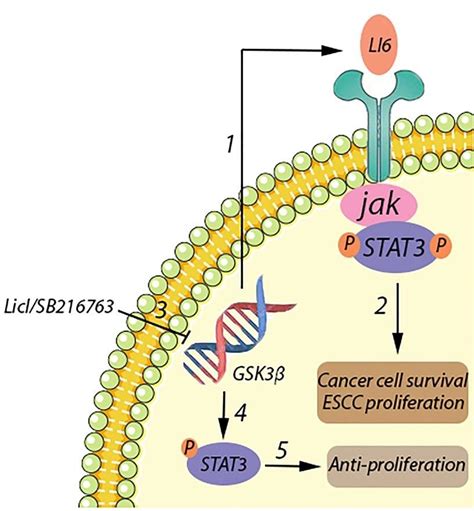 Gsk3β Gene Function 1 Activated Gsk3β Increases Stat3 Download