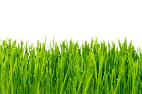 Green Grass Stock Image Image Of Lawn Park Gardening 66989249