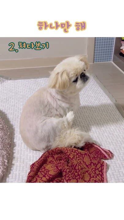 멀티 안 되는 강아지 페키니즈 강아지 Pekingese Cute Pets 강아지쇼츠 반려견 페키 쇼츠 쇼츠추천