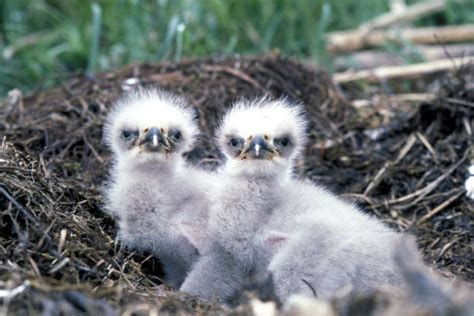 Outdoors Peek Inside An Eagle Nest 5280