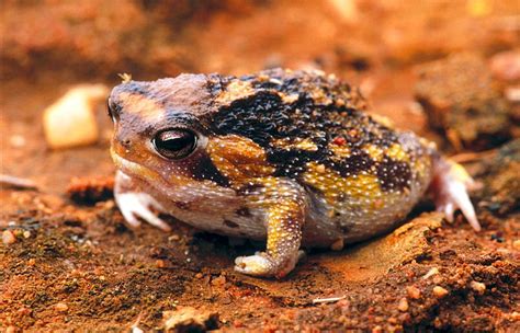 The Namaqua Rain Frog (Breviceps namaquensis) is a species of frog in ...