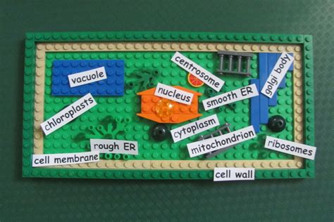 Fun Lego Science Activities Learning Liftoff In Cells