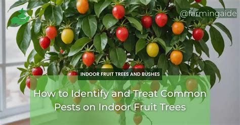 How To Identify And Treat Common Pests On Indoor Fruit Trees