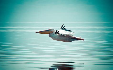 Fondos de pantalla mar agua reflexión azul pato pico Vuelo