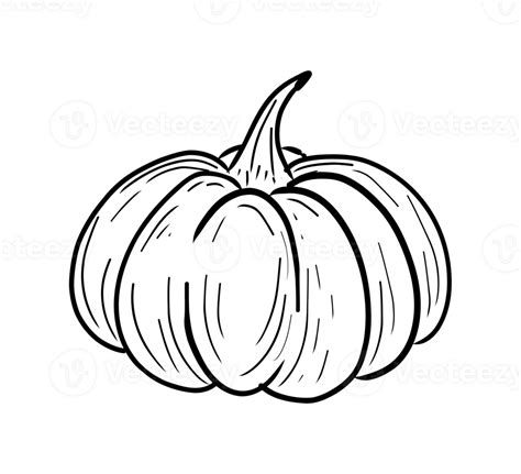 Hand drawn line art pumpkin. Isolate on transparent background PNG file ...