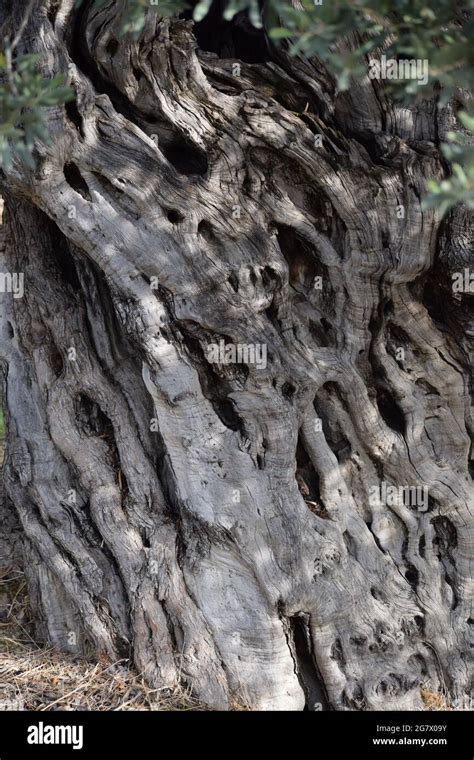 Ancient Olive tree Stock Photo - Alamy