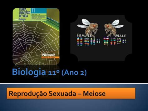 Ppt 14 Reprodução Sexuada Meiose Ppt